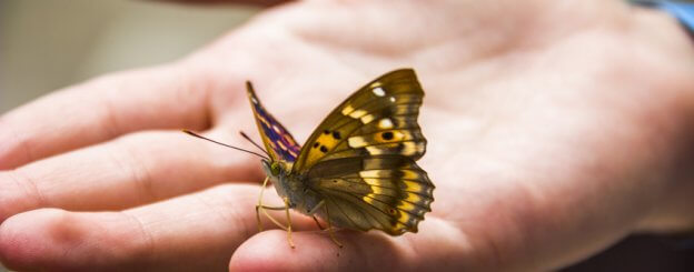 Metamorfose da Borboleta