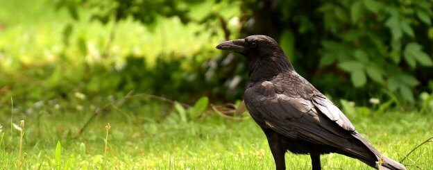 corvo animal espiritual