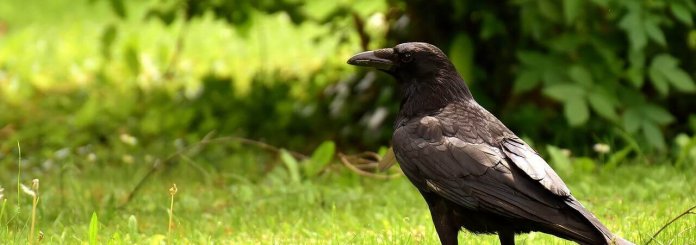 corvo animal espiritual
